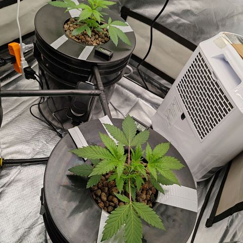 MOBY-D (JACK HERER X WHITE WHIDOW) growlog timeline photo