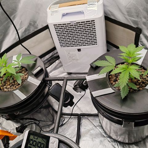 MOBY-D (JACK HERER X WHITE WHIDOW) growlog timeline photo