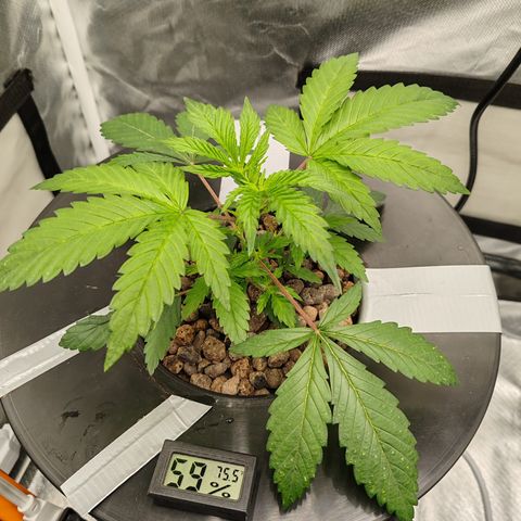 MOBY-D (JACK HERER X WHITE WHIDOW) growlog timeline photo