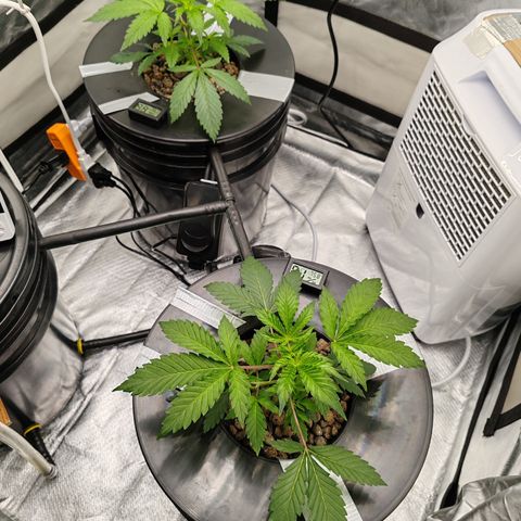 MOBY-D (JACK HERER X WHITE WHIDOW) growlog timeline photo