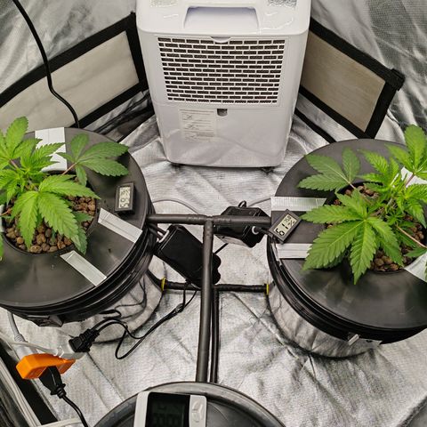 MOBY-D (JACK HERER X WHITE WHIDOW) growlog timeline photo