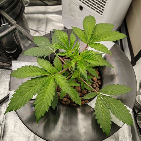 MOBY-D (JACK HERER X WHITE WHIDOW) growlog timeline photo