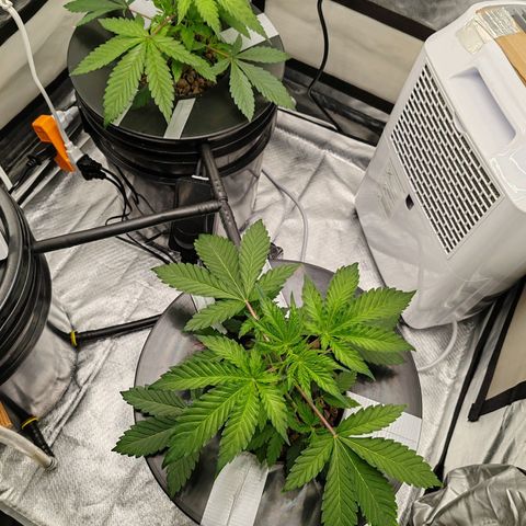 MOBY-D (JACK HERER X WHITE WHIDOW) growlog photo: 25 días de vida