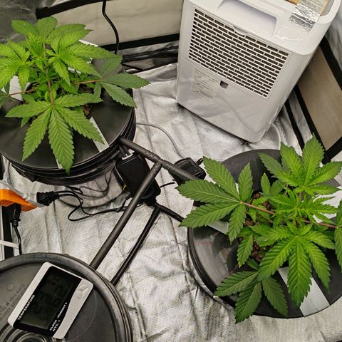 MOBY-D (JACK HERER X WHITE WHIDOW) growlog photo: 25 días de vida