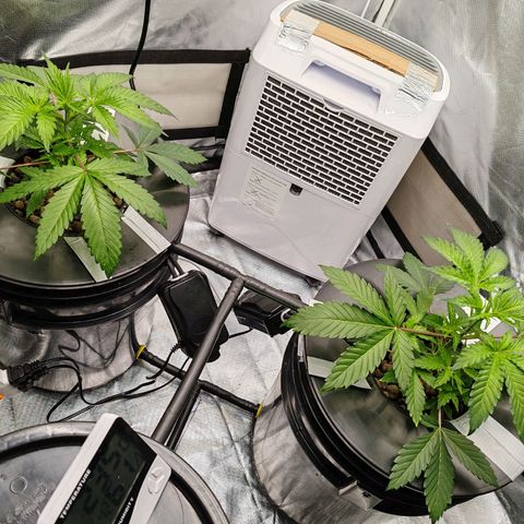 MOBY-D (JACK HERER X WHITE WHIDOW) growlog photo: 25 días de vida