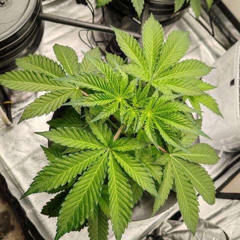 MOBY-D (JACK HERER X WHITE WHIDOW) growlog timeline photo