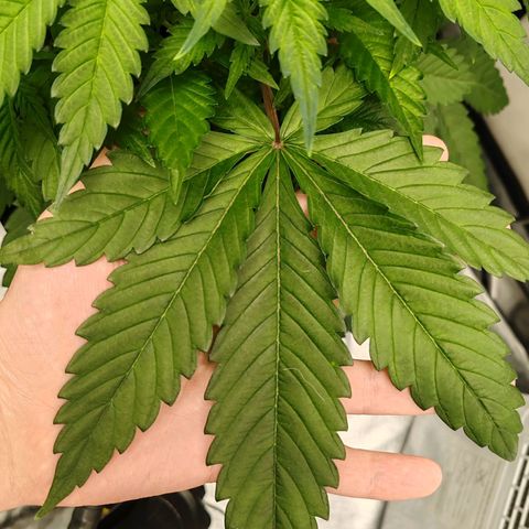 MOBY-D (JACK HERER X WHITE WHIDOW) growlog timeline photo