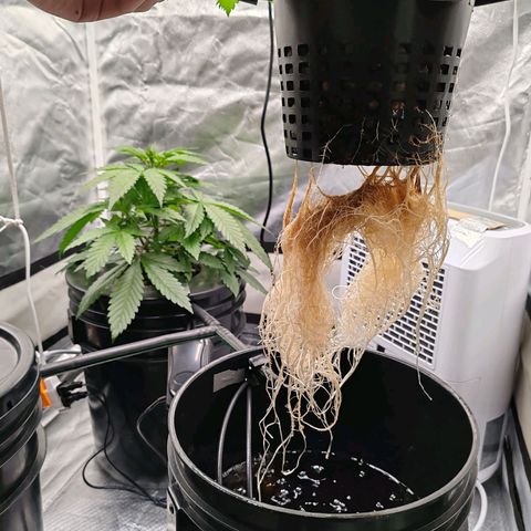 MOBY-D (JACK HERER X WHITE WHIDOW) growlog timeline photo
