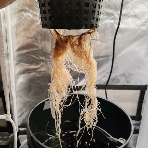 MOBY-D (JACK HERER X WHITE WHIDOW) growlog timeline photo