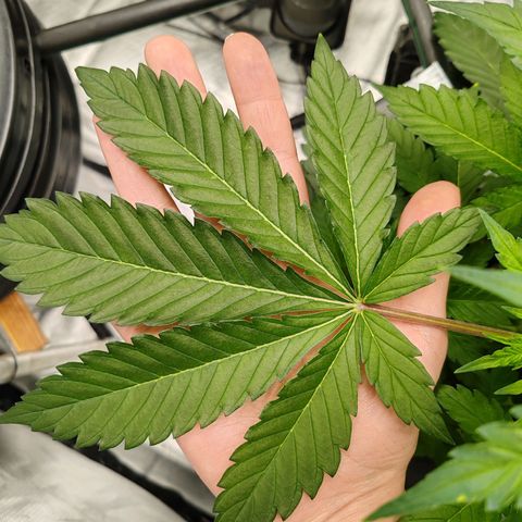 MOBY-D (JACK HERER X WHITE WHIDOW) growlog timeline photo