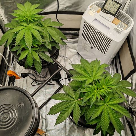 MOBY-D (JACK HERER X WHITE WHIDOW) growlog timeline photo