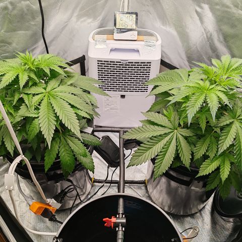 MOBY-D (JACK HERER X WHITE WHIDOW) growlog timeline photo