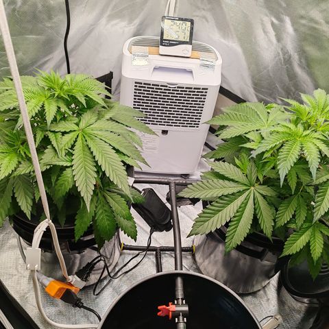 MOBY-D (JACK HERER X WHITE WHIDOW) growlog timeline photo