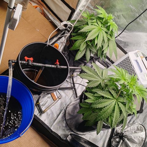 MOBY-D (JACK HERER X WHITE WHIDOW) growlog timeline photo