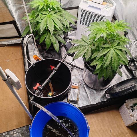 MOBY-D (JACK HERER X WHITE WHIDOW) growlog timeline photo