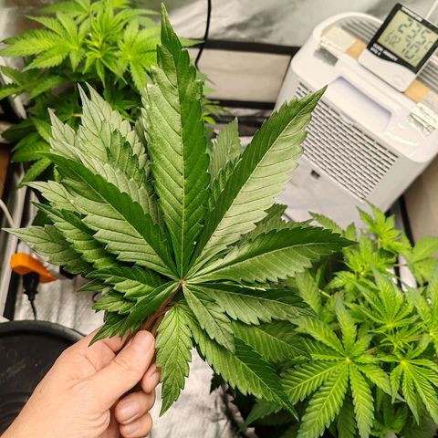 MOBY-D (JACK HERER X WHITE WHIDOW) growlog timeline photo