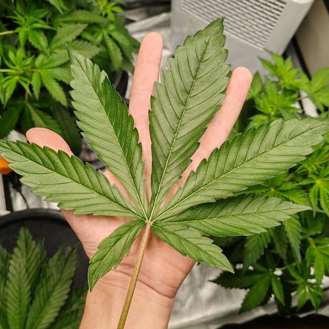 MOBY-D (JACK HERER X WHITE WHIDOW) growlog timeline photo