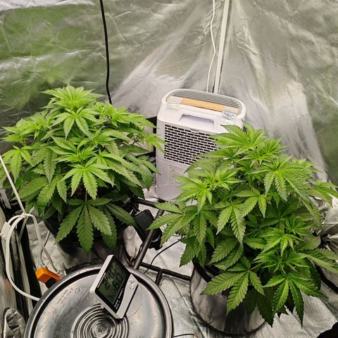 MOBY-D (JACK HERER X WHITE WHIDOW) growlog timeline photo