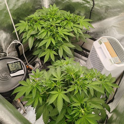 MOBY-D (JACK HERER X WHITE WHIDOW) growlog timeline photo