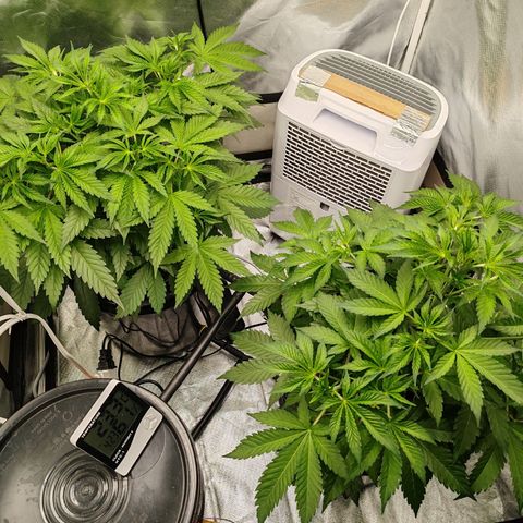 MOBY-D (JACK HERER X WHITE WHIDOW) growlog timeline photo