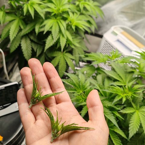 MOBY-D (JACK HERER X WHITE WHIDOW) growlog timeline photo