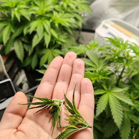 MOBY-D (JACK HERER X WHITE WHIDOW) growlog timeline photo