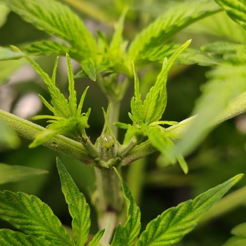 MOBY-D (JACK HERER X WHITE WHIDOW) growlog timeline photo