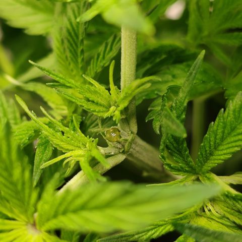 MOBY-D (JACK HERER X WHITE WHIDOW) growlog timeline photo