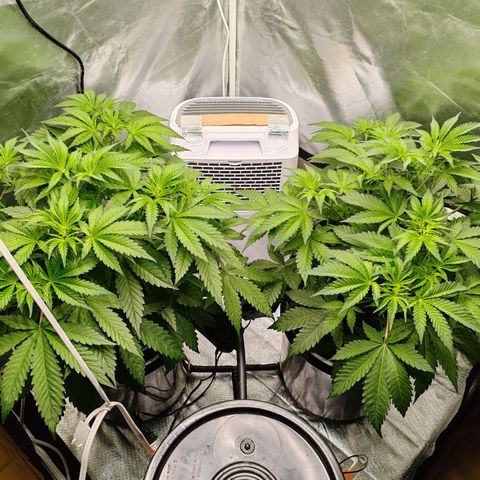 MOBY-D (JACK HERER X WHITE WHIDOW) growlog timeline photo