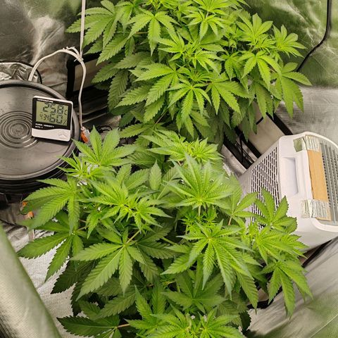 MOBY-D (JACK HERER X WHITE WHIDOW) growlog timeline photo