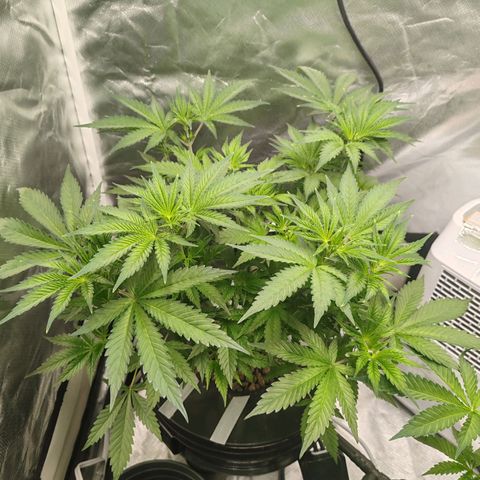 MOBY-D (JACK HERER X WHITE WHIDOW) growlog timeline photo