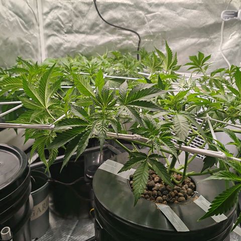 MOBY-D (JACK HERER X WHITE WHIDOW) growlog timeline photo