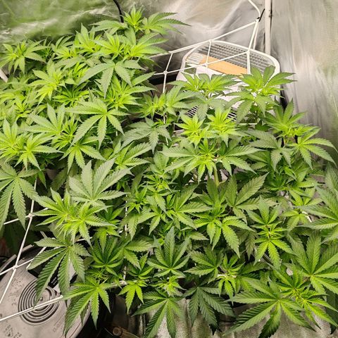 MOBY-D (JACK HERER X WHITE WHIDOW) growlog timeline photo