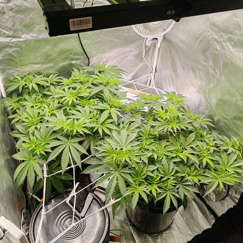 MOBY-D (JACK HERER X WHITE WHIDOW) growlog timeline photo