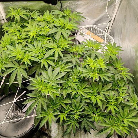MOBY-D (JACK HERER X WHITE WHIDOW) growlog timeline photo