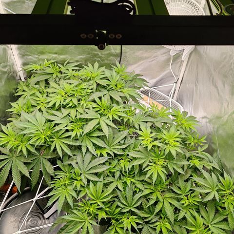MOBY-D (JACK HERER X WHITE WHIDOW) growlog timeline photo