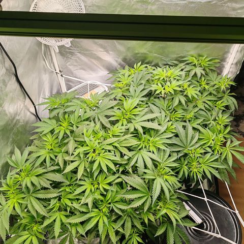 MOBY-D (JACK HERER X WHITE WHIDOW) growlog timeline photo