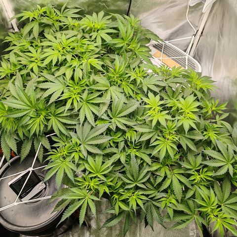 MOBY-D (JACK HERER X WHITE WHIDOW) growlog timeline photo
