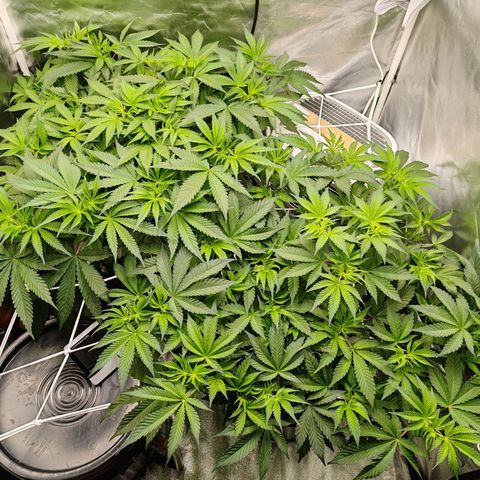 MOBY-D (JACK HERER X WHITE WHIDOW) growlog timeline photo