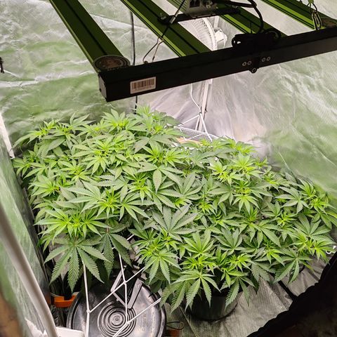 MOBY-D (JACK HERER X WHITE WHIDOW) growlog timeline photo