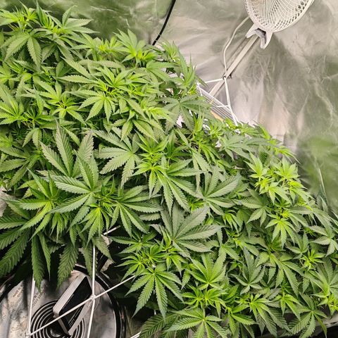 MOBY-D (JACK HERER X WHITE WHIDOW) growlog timeline photo