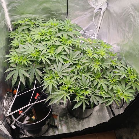 MOBY-D (JACK HERER X WHITE WHIDOW) growlog timeline photo