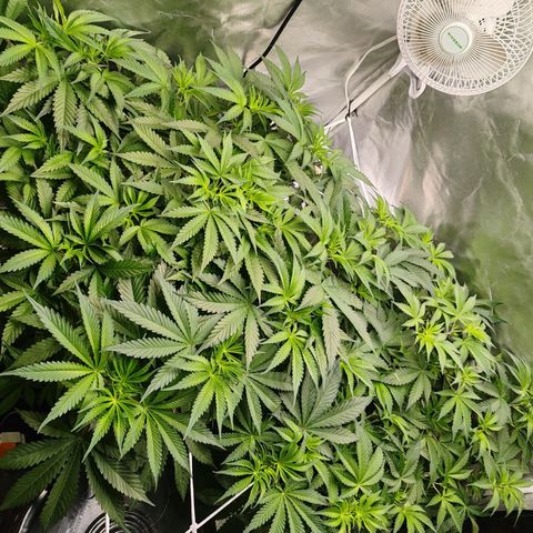 MOBY-D (JACK HERER X WHITE WHIDOW) growlog timeline photo