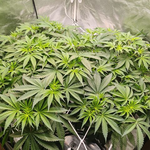 MOBY-D (JACK HERER X WHITE WHIDOW) growlog timeline photo