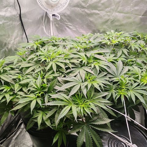 MOBY-D (JACK HERER X WHITE WHIDOW) growlog timeline photo