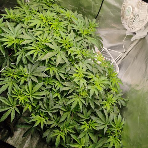 MOBY-D (JACK HERER X WHITE WHIDOW) growlog timeline photo