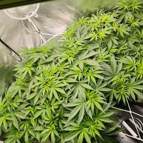 MOBY-D (JACK HERER X WHITE WHIDOW) growlog timeline photo