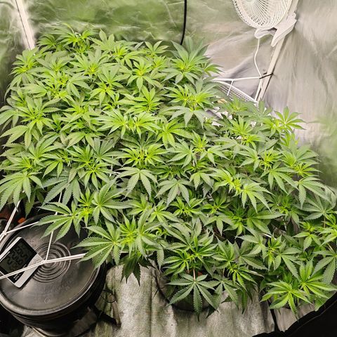MOBY-D (JACK HERER X WHITE WHIDOW) growlog timeline photo