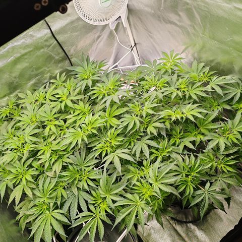 MOBY-D (JACK HERER X WHITE WHIDOW) growlog timeline photo