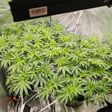 MOBY-D (JACK HERER X WHITE WHIDOW) growlog timeline photo